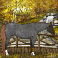 Horse Color:Liver Red Roan 