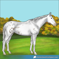 Horse Color:Silver Grullo Splash Tobiano Appaloosa Rabicano 