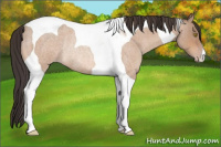 Horse Color:Amber Champagne Roan Tobiano Rabicano