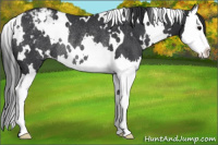 Horse Color:White Spotted Black Splash Appaloosa Rabicano