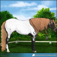 Horse Color:Liver Chestnut Appaloosa 