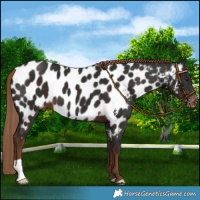 Horse Color:Liver Chestnut Appaloosa