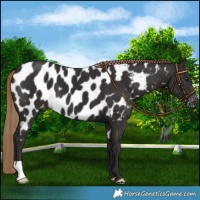 Horse Color:Liver Chestnut Appaloosa 