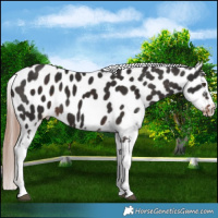 Horse Color:Liver Chestnut Near Leopard 