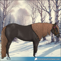 Horse Color:Liver Chestnut 