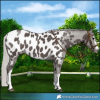 Horse Color:White Spotted Silver Black Near Leopard 