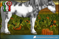 Horse Color:Black Sabino Frame