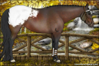 Horse Color:Bay Snowcap 