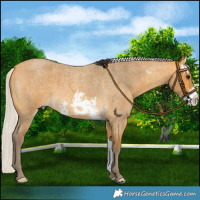 Horse Color:Buckskin Roan Sabino Splash and Silver Buckskin Roan