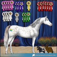 Horse Color:Brown Dun Appaloosa 