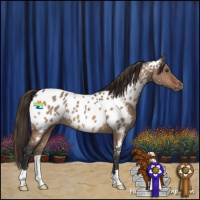 Horse Color:Brown Roan Dun Appaloosa 