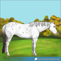 Horse Color:Liver Chestnut Sabino