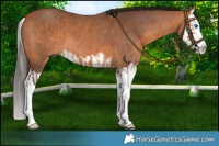 Horse Color:Bay Splash and Bay Splash