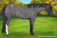 Horse Color:Blue Roan Appaloosa Rabicano 