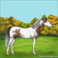 Horse Color:Bay Roan Splash Tobiano Rabicano