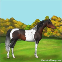 Horse Color:Brown Tobiano 