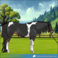 Horse Color:Liver Chestnut Tobiano 