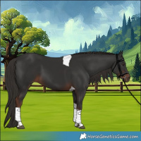 Horse Color:Liver Chestnut Tobiano 