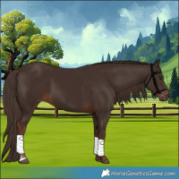 Horse Color:Liver Chestnut 