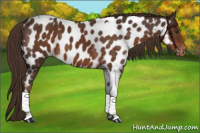 Horse Color:Liver Chestnut Tobiano Appaloosa 