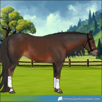 Horse Color:Liver Chestnut 