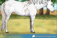 Horse Color:Gray Chestnut Appaloosa 