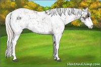 Horse Color:Silver Black Sabino 