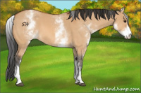 Horse Color:White Spotted Bay Dun 