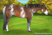 Horse Color:White Spotted Bay 