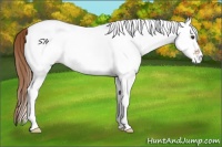 Horse Color:White Spotted Chestnut Appaloosa 