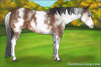 Horse Color:White Spotted Bay