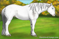 Horse Color:White Spotted Grullo Splash Tobiano 