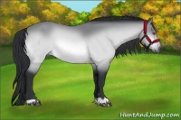 Horse Color:Bay Chinchilla 