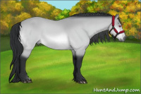 Horse Color:Bay Chinchilla