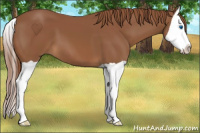 Horse Color:Chestnut Splash