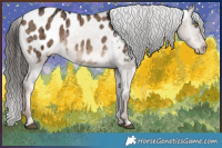 Horse Color:Liver Red Dun Appaloosa Rabicano Brindle 