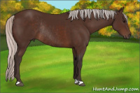 Horse Color:Silver Brown Rabicano 