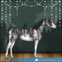 Horse Color:White Spotted Smoky Black Rabicano