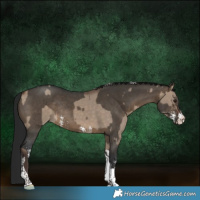 Horse Color:Silver Brown Dun Sabino Tobiano Rabicano and Gray Brown Dun Sabino Tobiano Rabicano