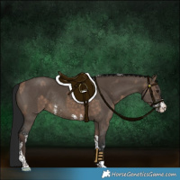 Horse Color:Silver Brown Dun Sabino Tobiano Rabicano  and Gray Brown Dun Sabino Tobiano Rabicano 