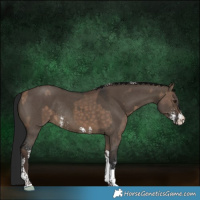 Horse Color:Silver Brown Dun Sabino Tobiano Rabicano  and Gray Brown Dun Sabino Tobiano Rabicano 