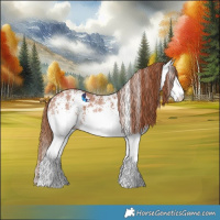 Horse Color:White Spotted Chestnut Splash 