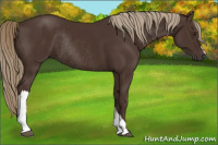 Horse Color:Liver Chestnut Rabicano 
