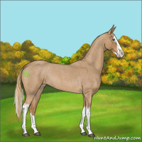 Horse Color:Red Roan Splash 