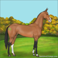 Horse Color:Bay Splash 