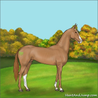Horse Color:Chestnut Splash 