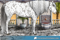 Horse Color:Liver Chestnut Sabino Splash Appaloosa  and Liver Chestnut Sabino Splash Appaloosa 
