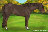 Horse Color:Liver Chestnut 