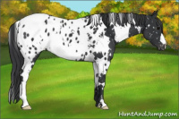 Horse Color:White Spotted Black Blanket 