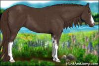 Horse Color:Liver Chestnut 